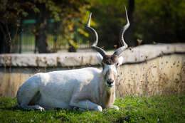 Image of Addax