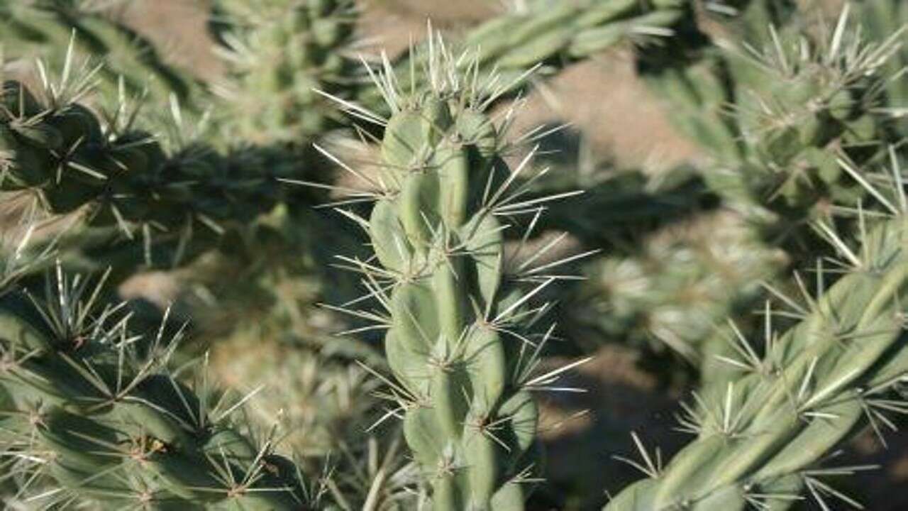 Image de Cylindropuntia imbricata (Haw.) F. M. Knuth