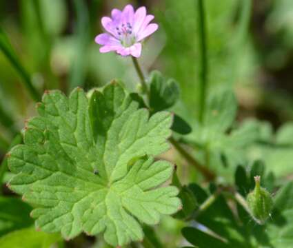 Imagem de Geranium molle L.