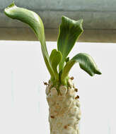 Sivun Euphorbia poissonii Pax kuva