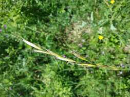 Plancia ëd Helictochloa pratensis (L.) Romero Zarco