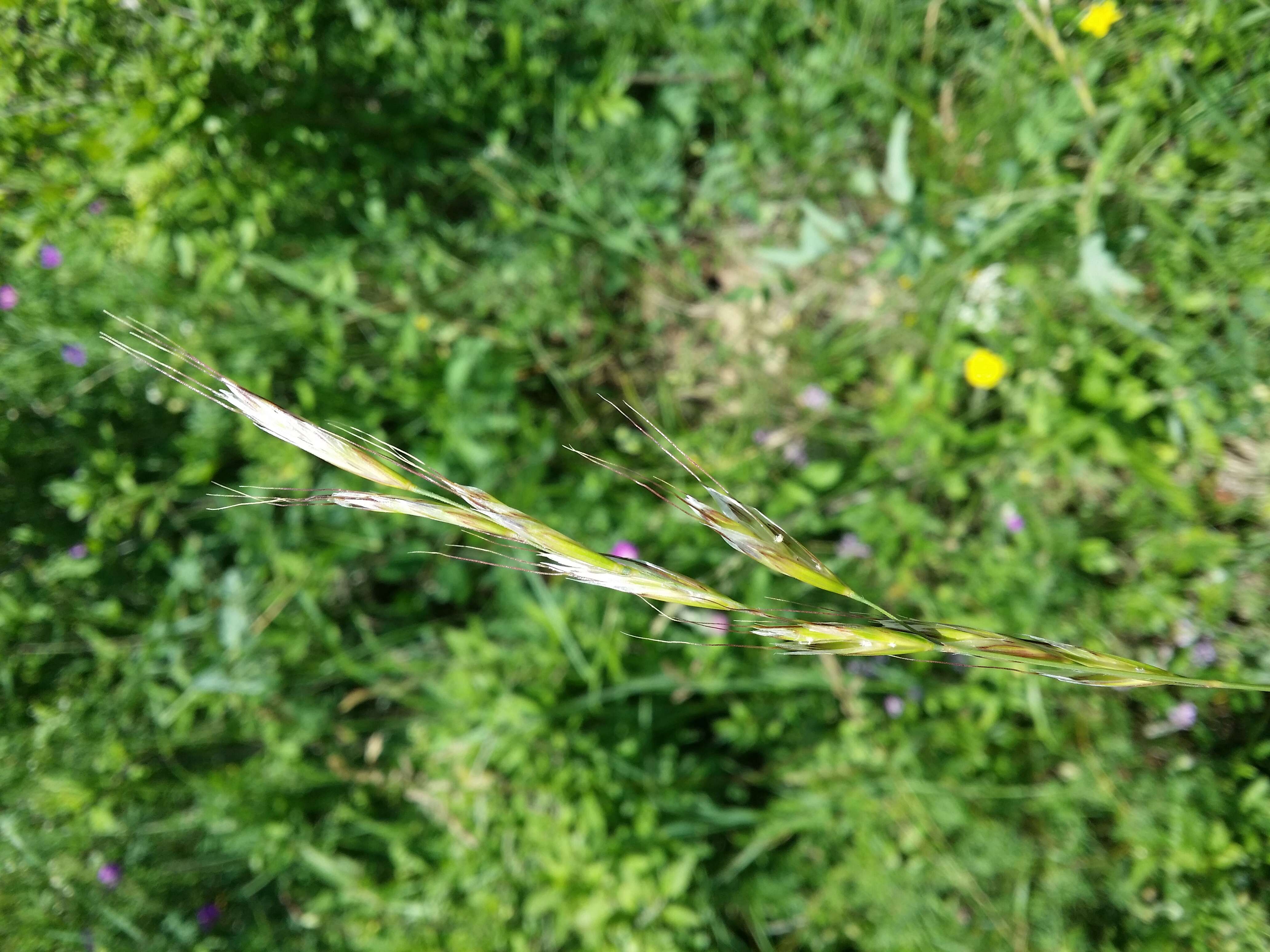 Plancia ëd Helictochloa pratensis (L.) Romero Zarco