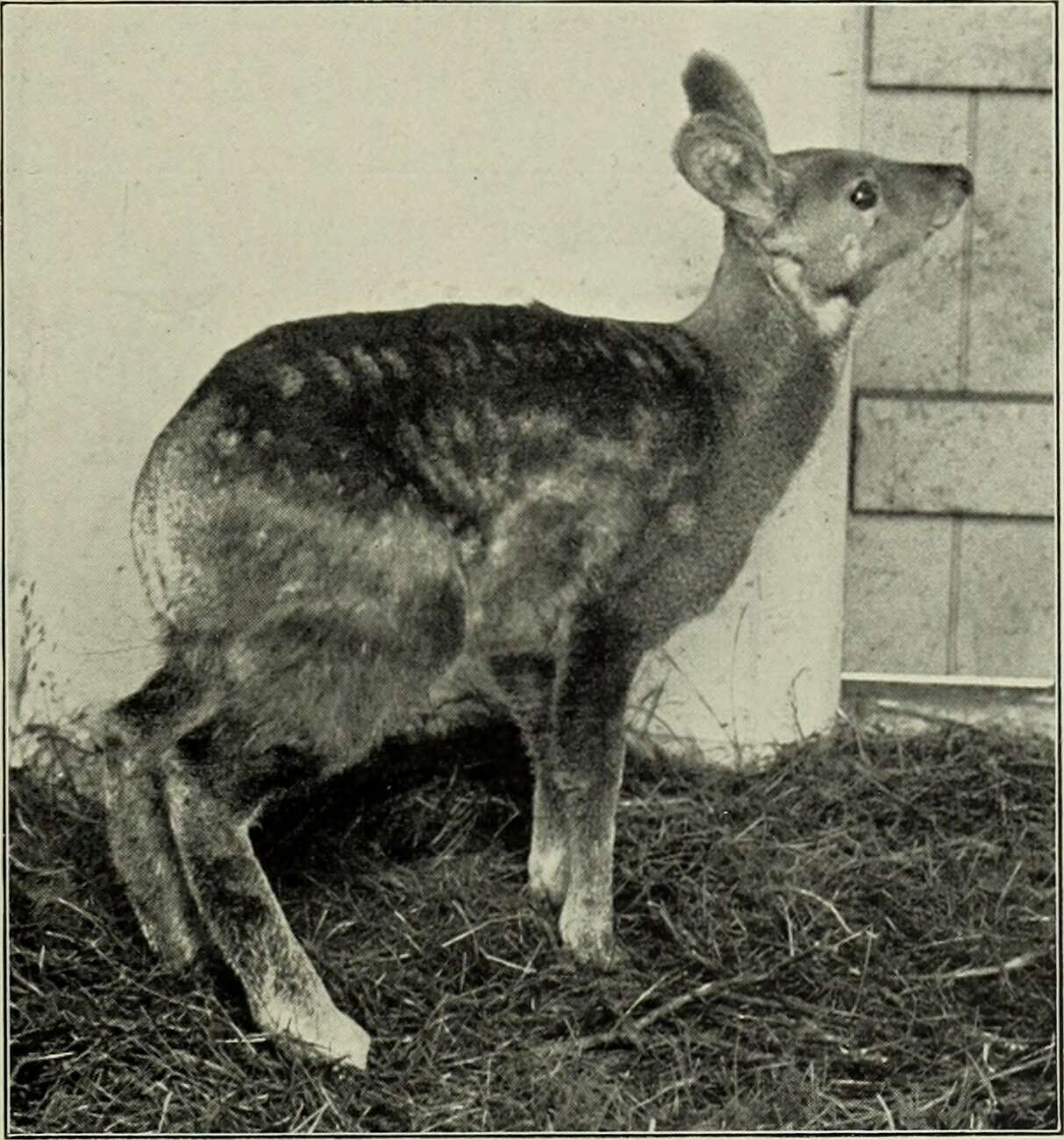 Image of Siberian Musk Deer