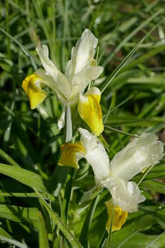 Image of Iris bucharica Foster