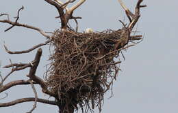 Image of Bald Eagle