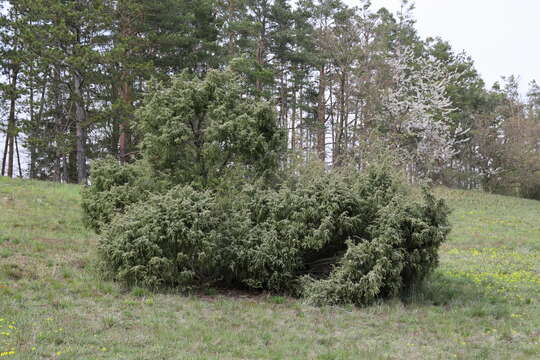 Image of Common Juniper