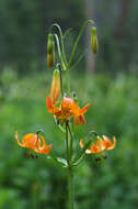 Image of Kelley's lily