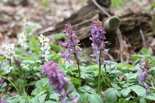 Слика од Corydalis cava (L.) Schweigger & Koerte