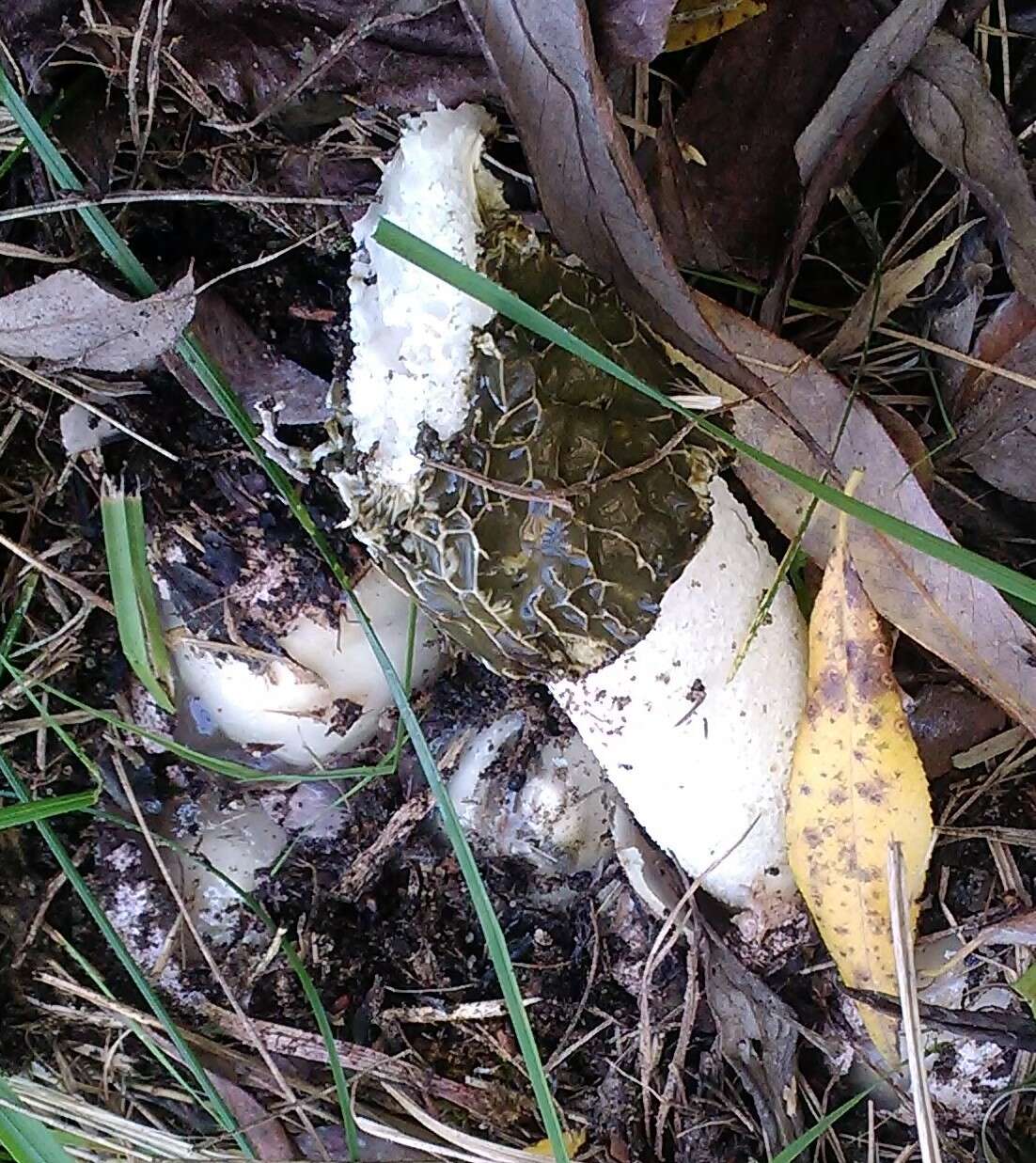 Image of Stinkhorn