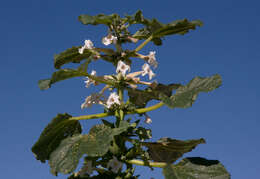 Image of Rogeria longiflora (Royen) J. Gay