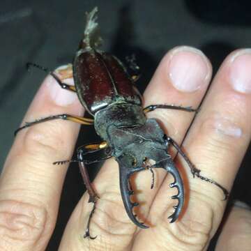 صورة Lucanus maculifemoratus Motschulsky 1861