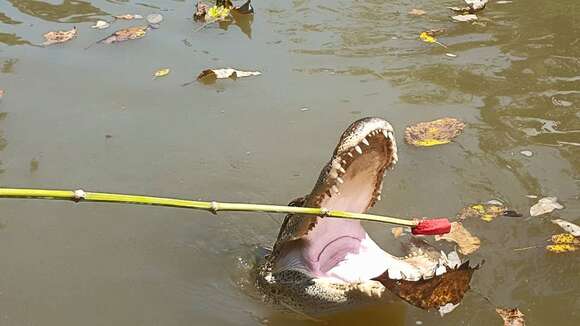 Image of alligators