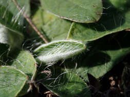 Image of Mouse-ear-hawkweed