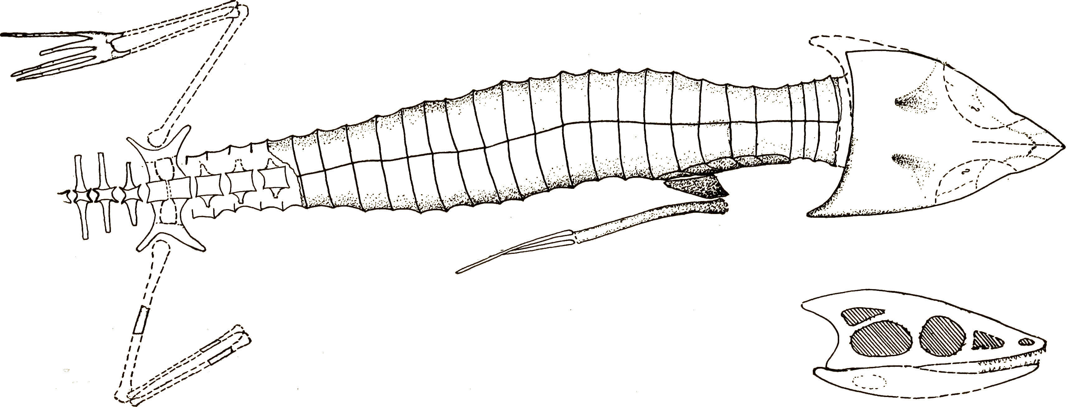 Image of Stegomosuchus