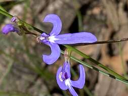 Image of Lobelia dentata Cav.