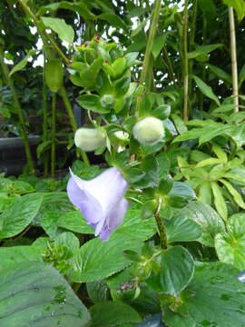 Image of Canterbury bells