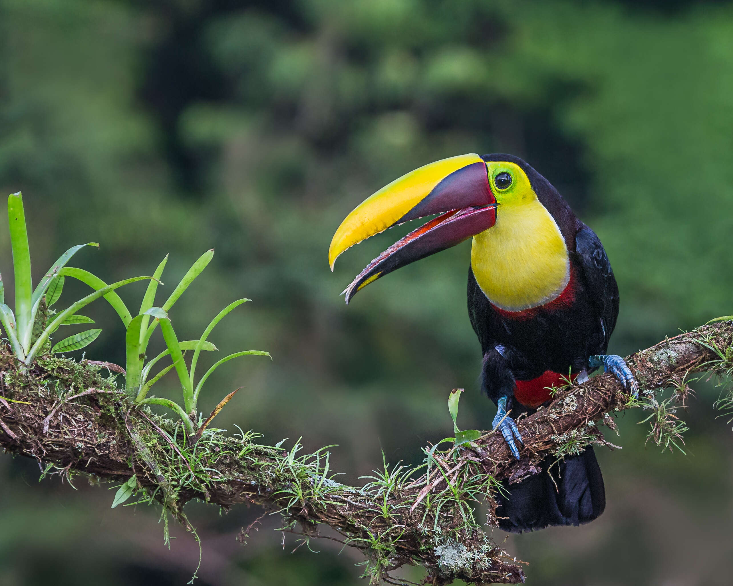 Image of Chestnut-mandibled Toucan