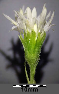 Image of Petasites albus (L.) Gaertn.