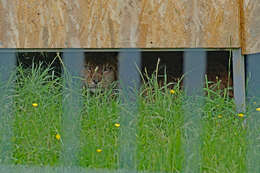 صورة Lynx lynx balcanicus