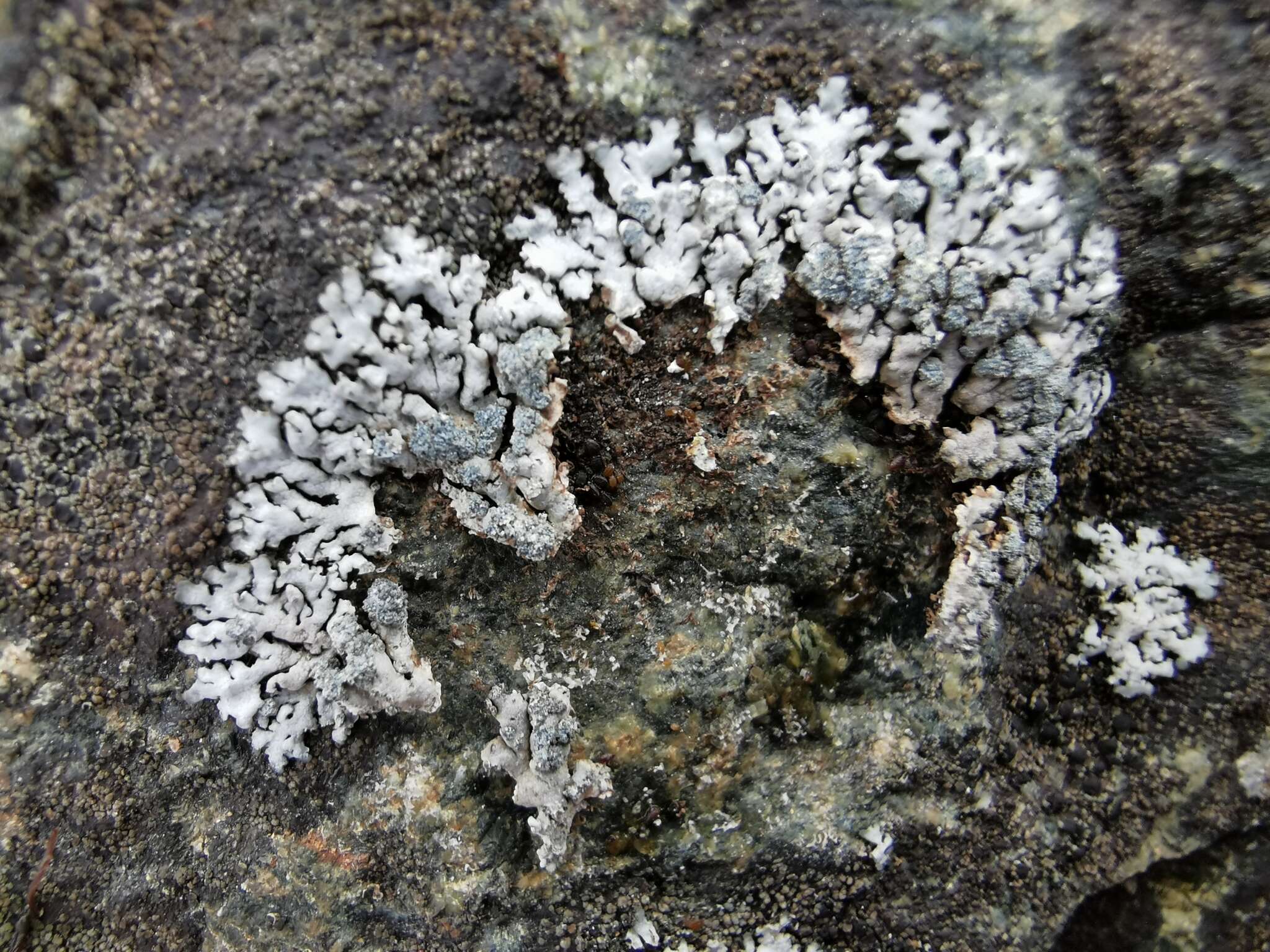 Image of Blue-gray rosette lichen