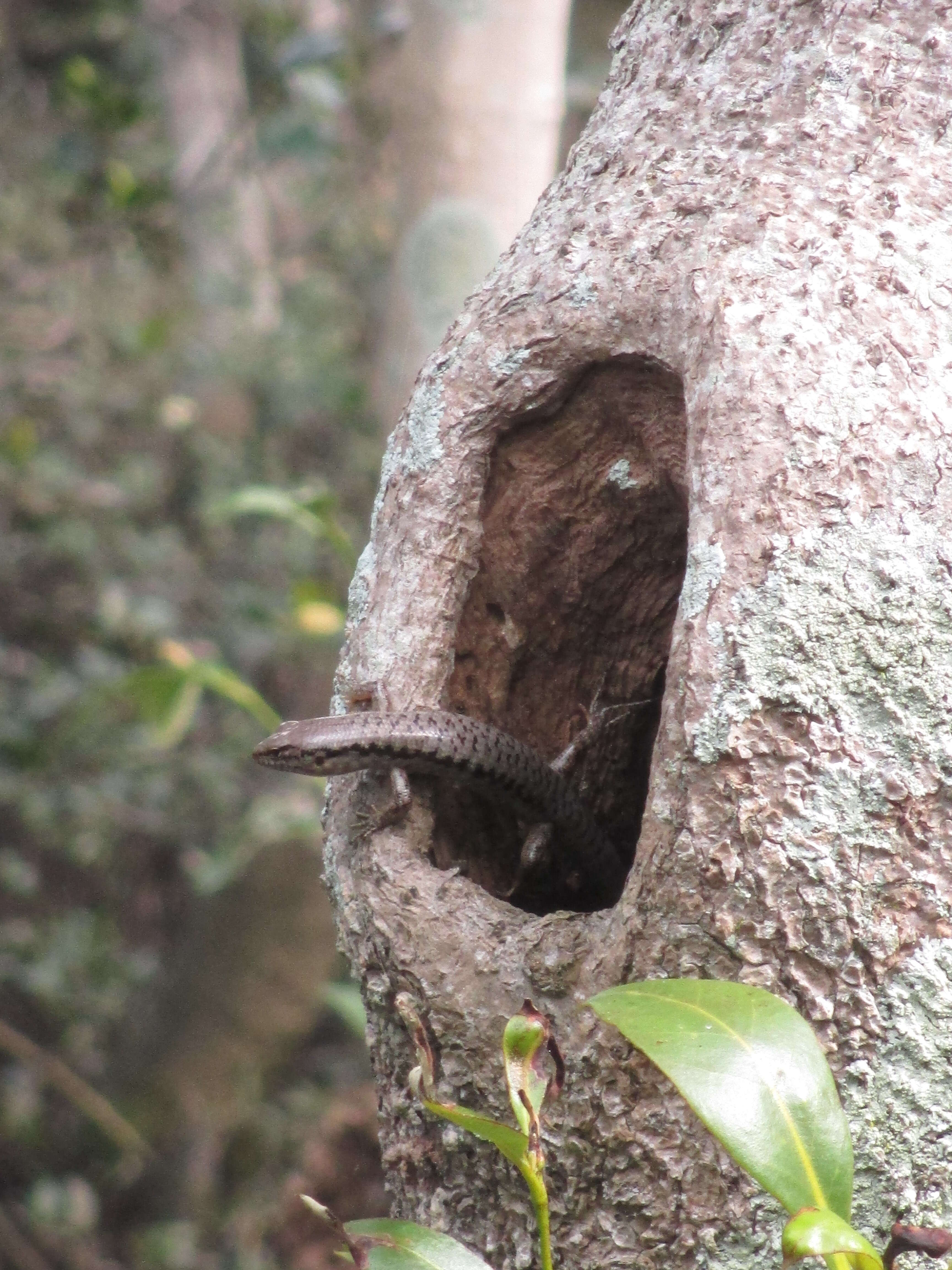 Image of Bar-sided Forest-skink