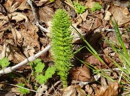 Image of Great Horsetail