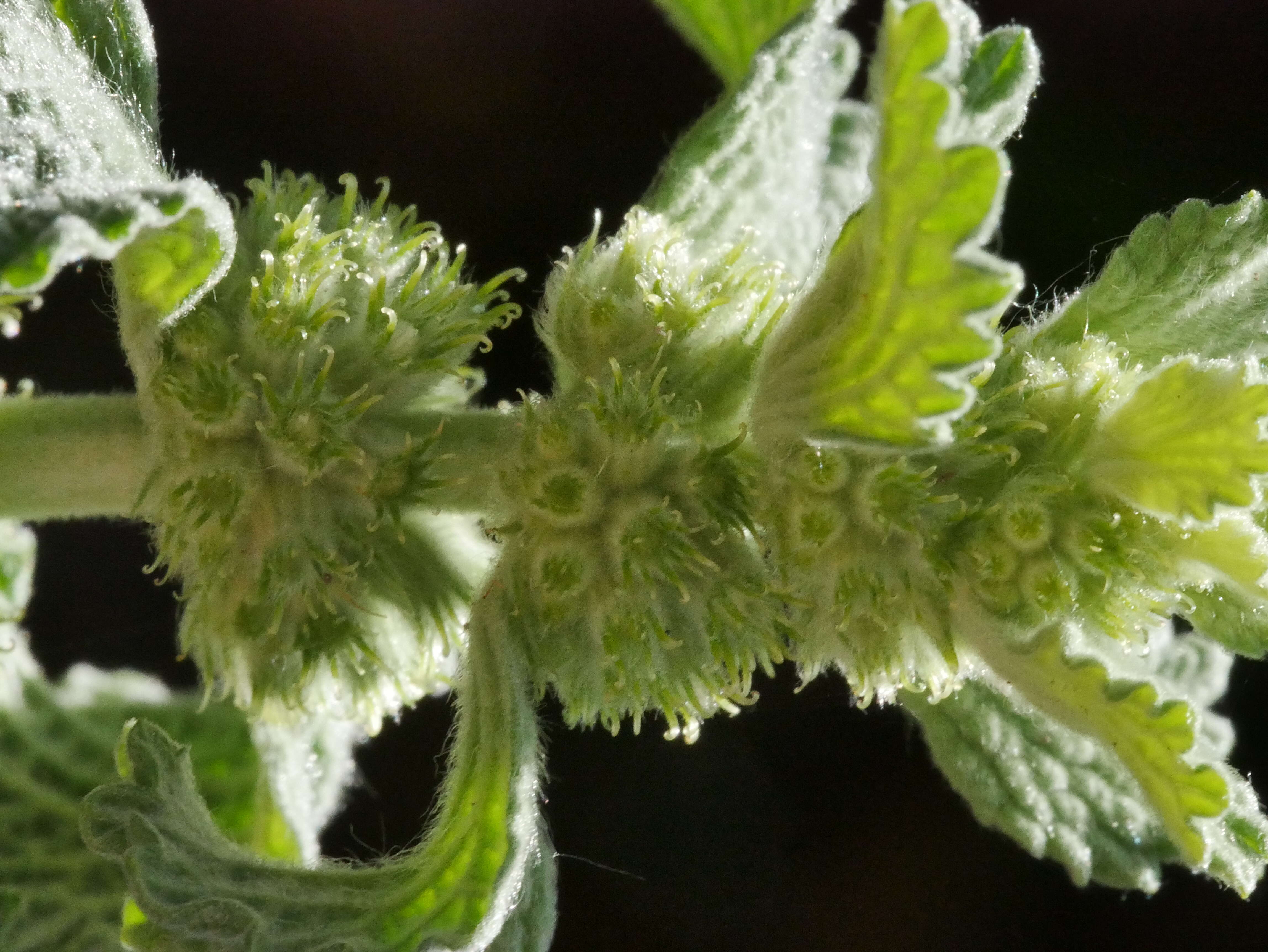 Image of horehound