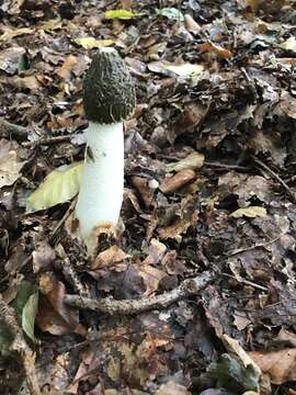 Image of Stinkhorn