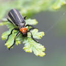 Image of Epicauta waterhousei