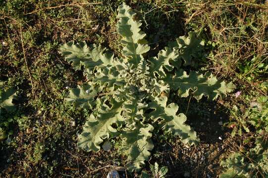 Image of wavyleaf mullein