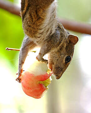 Image of Indian palm squirrel