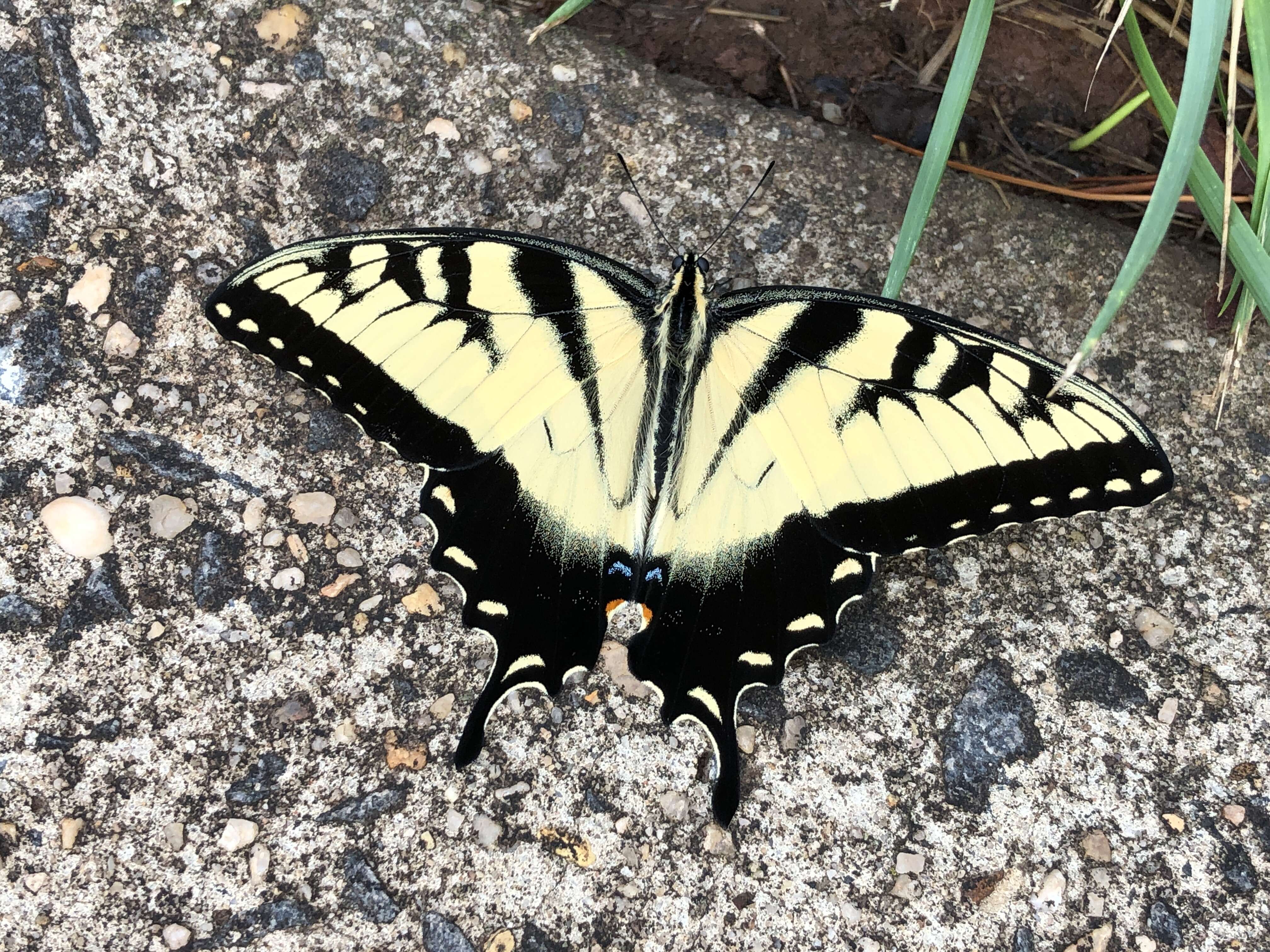 Image of Eastern Tiger Swallowtail