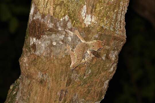 Image of Mossy prehensile-tailed gecko