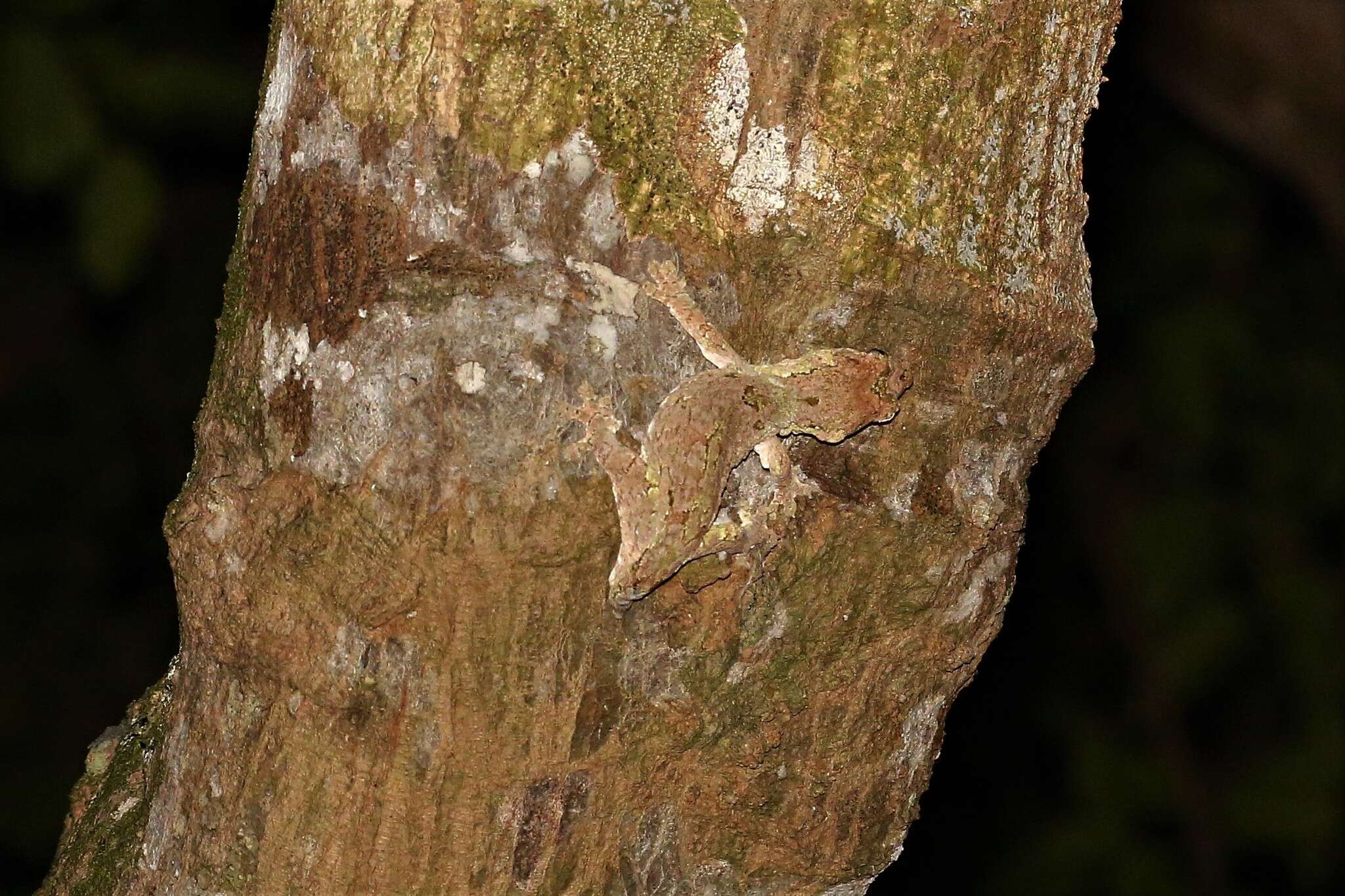 Image of Mossy prehensile-tailed gecko