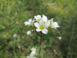 Image of Meadow Saxifrage