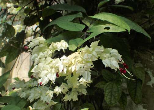 Слика од Clerodendrum thomsoniae Balf. fil.