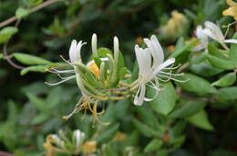 Image of Italian Honeysuckle