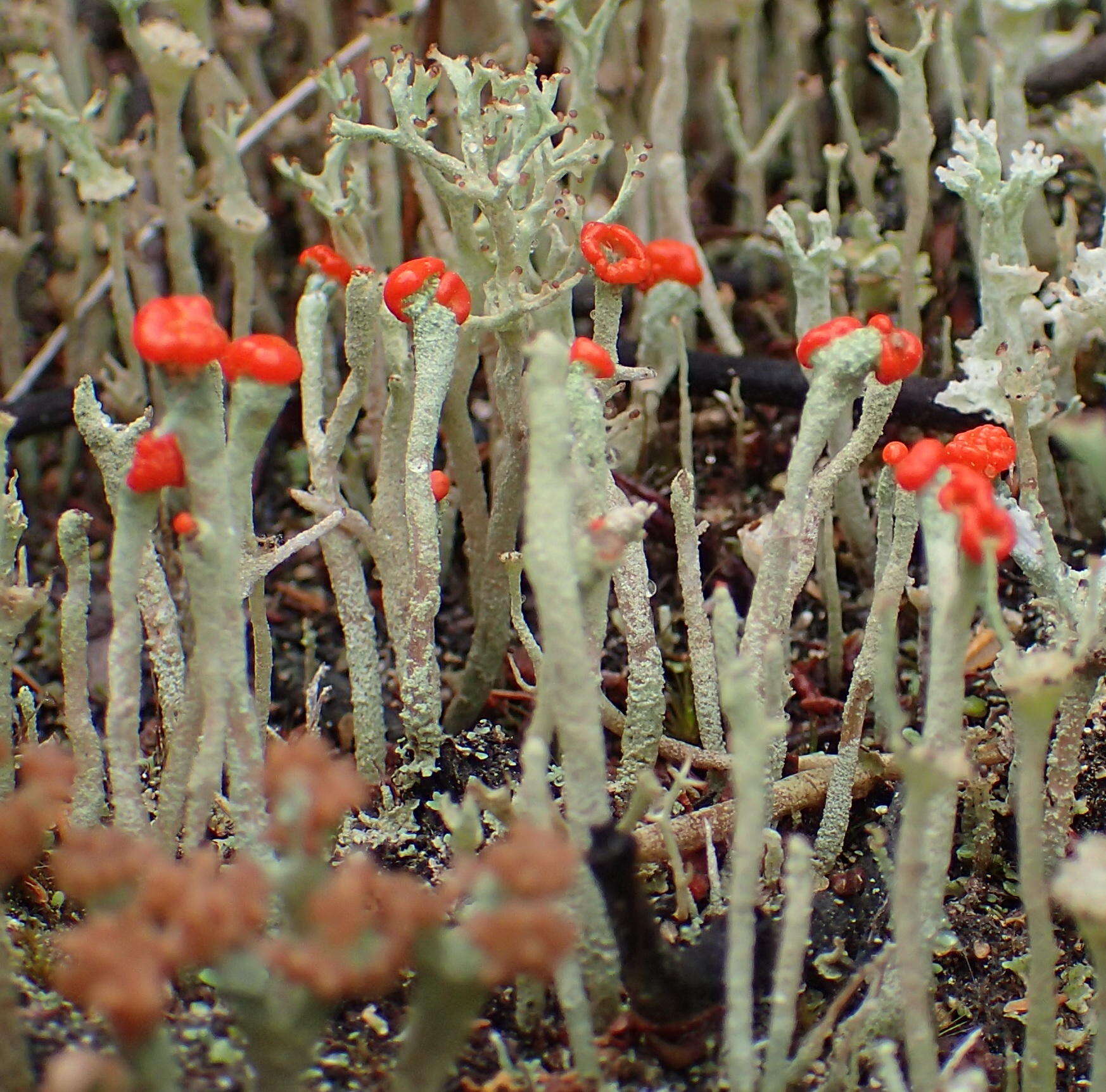 Image of Cladonia macilenta