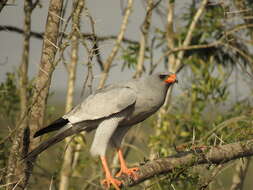 Image of Pale Chanting Goshawk