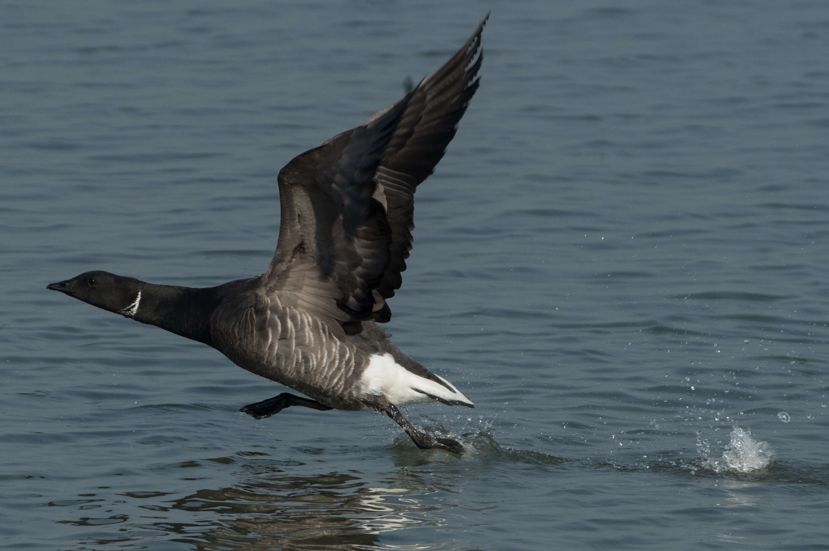 Image of Brant Goose