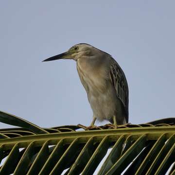 Image of Green-backed Heron