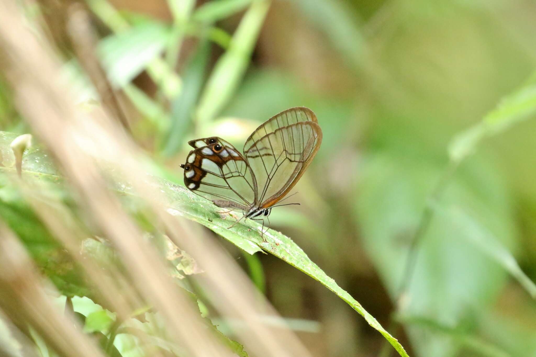 Image of Pseudohaetera hypaesia Hewitson 1854