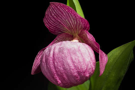 Image of Large-flowered Cypripedium