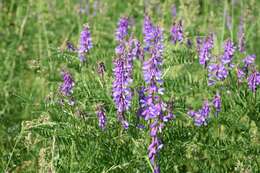 Imagem de Vicia tenuifolia Roth