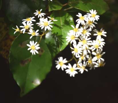 Image of Olearia avicenniifolia (Raoul) Hook. fil.