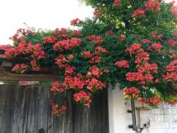 Image of Chinese Trumpet Vine