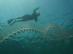 Image of salps