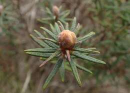 Imagem de Rhododendron tomentosum (Stokes) Harmaja