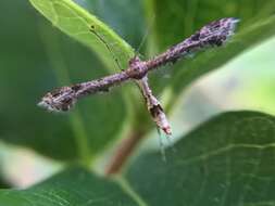 Image of Lantana plume moth