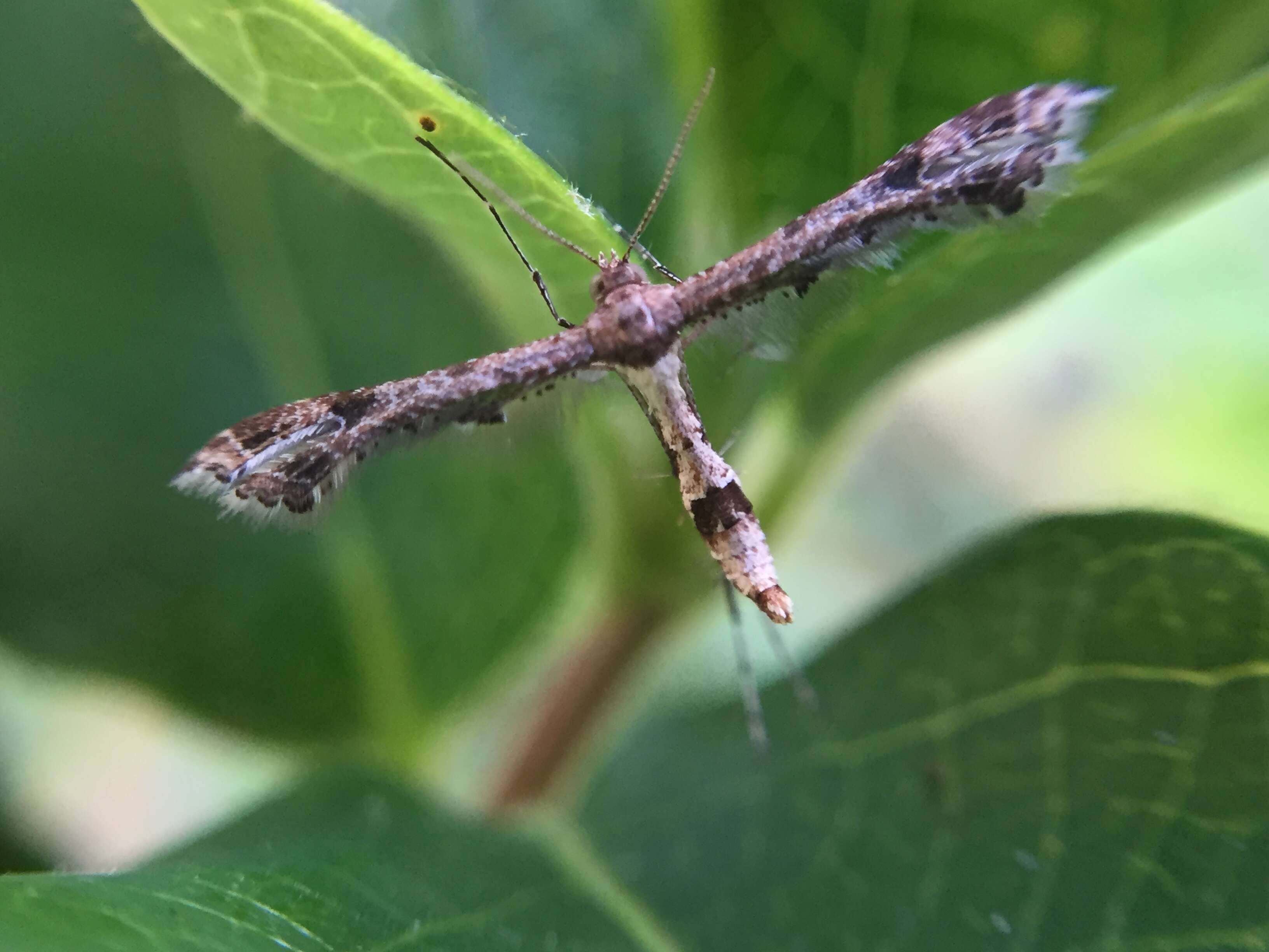 Image of Lantana plume moth